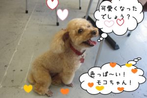 笑顔トイプードル