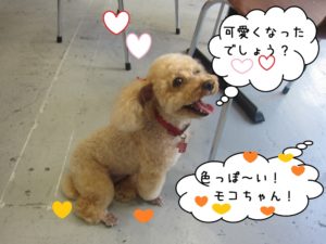 笑顔トイプードル