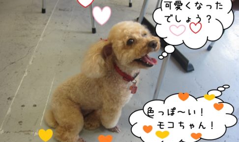 笑顔トイプードル