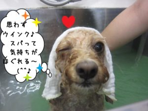 スパ中トイプードル