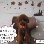 おすわり正面トイプードル