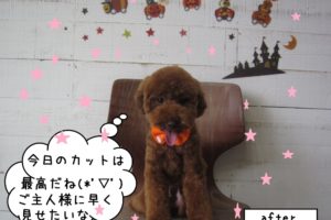 おすわり正面トイプードル