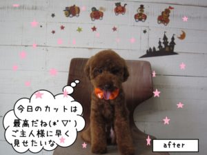 おすわり正面トイプードル