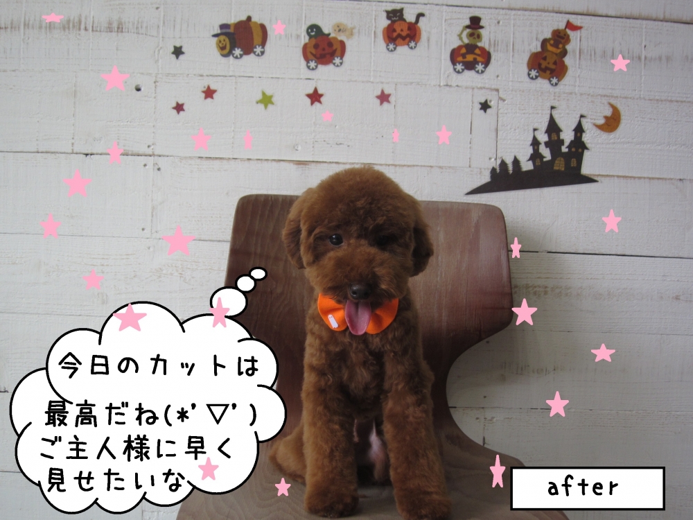 おすわり正面トイプードル