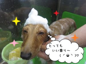 シャンプー中ミニチュアダックス