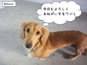 カット前ミニチュアダックス