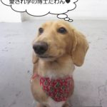 見上げるミニチュアダックス