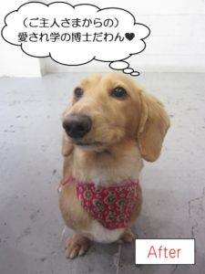 見上げるミニチュアダックス