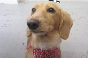 見上げるミニチュアダックス