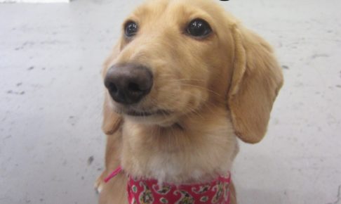 見上げるミニチュアダックス