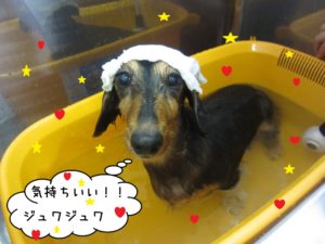 スパ中ミニチュアダックス