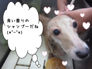 シャンプー中ミニチュアダックス