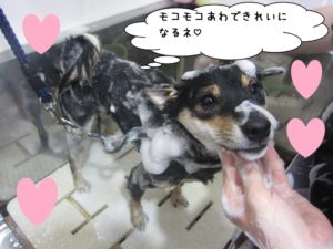 シャンプー中柴犬