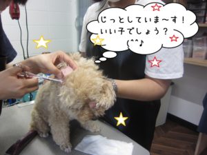 カット中トイプードル