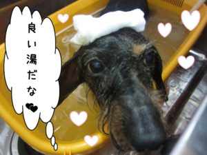 スパ中ミニチュアダックス