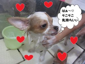 シャンプー中チワワ