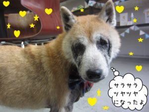 正面顔柴犬
