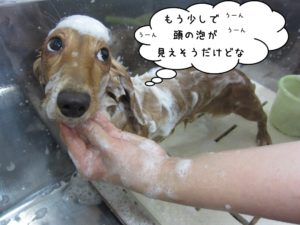 シャンプー中チワワ