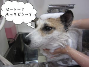 シャンプー中ミックス