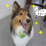 笑顔シェルティー