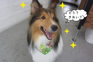 笑顔シェルティー