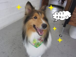 笑顔シェルティー
