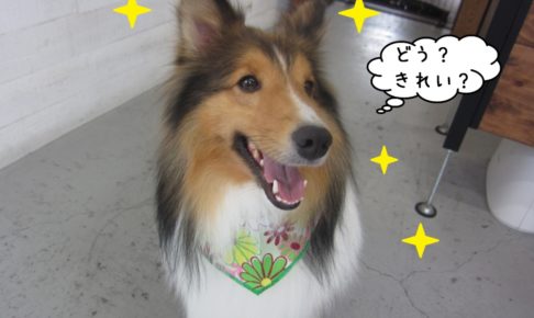 笑顔シェルティー