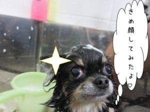 シャンプー中チワワ