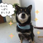 にこにこ黒柴犬