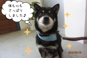 にこにこ黒柴犬