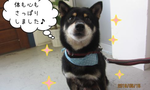 にこにこ黒柴犬