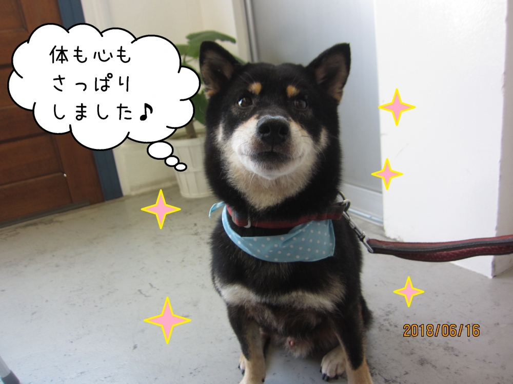 にこにこ黒柴犬