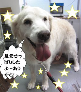 笑顔ゴールデンレトリーバー