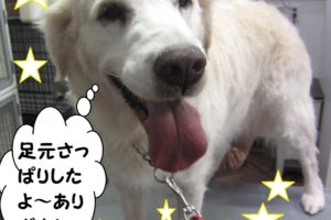 笑顔ゴールデンレトリーバー