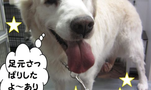 笑顔ゴールデンレトリーバー