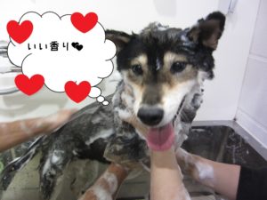 シャンプー中黒柴犬