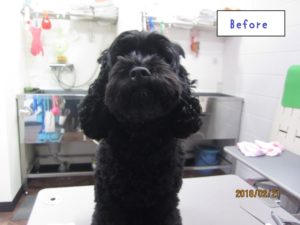 カット前トイプードル
