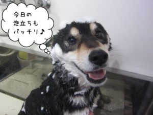 シャンプー中黒柴犬