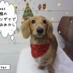 クリスマスミニチュアダックス