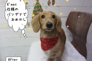 クリスマスミニチュアダックス