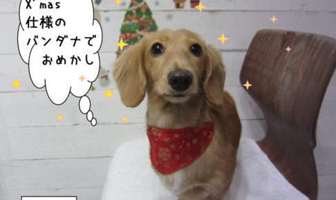 クリスマスミニチュアダックス