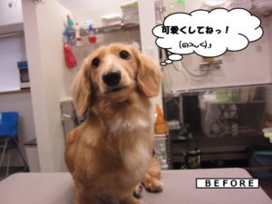 カット前ミニチュアダックス