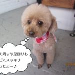 ふわふわトイプードル