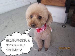 ふわふわトイプードル