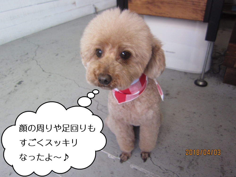 ふわふわトイプードル