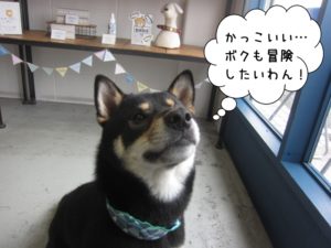 施術前柴犬
