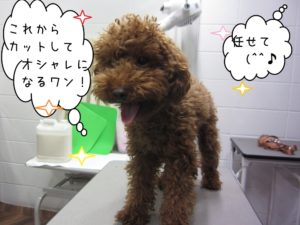 カット前トイプードル