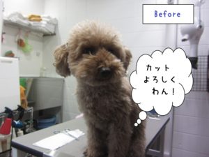 カット前トイプードル