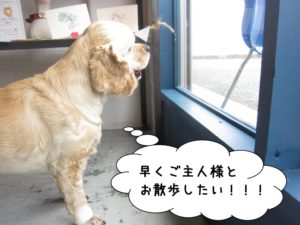 カット後コッカー