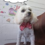 えっへんマルチーズ